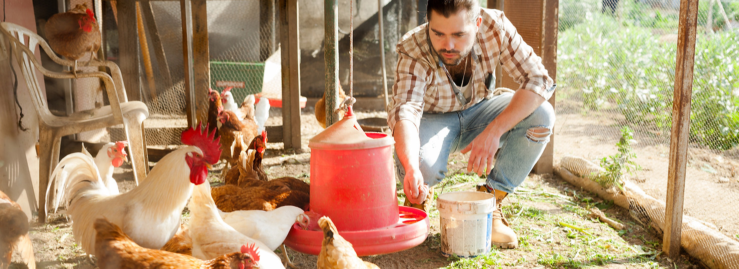 In a hen house
